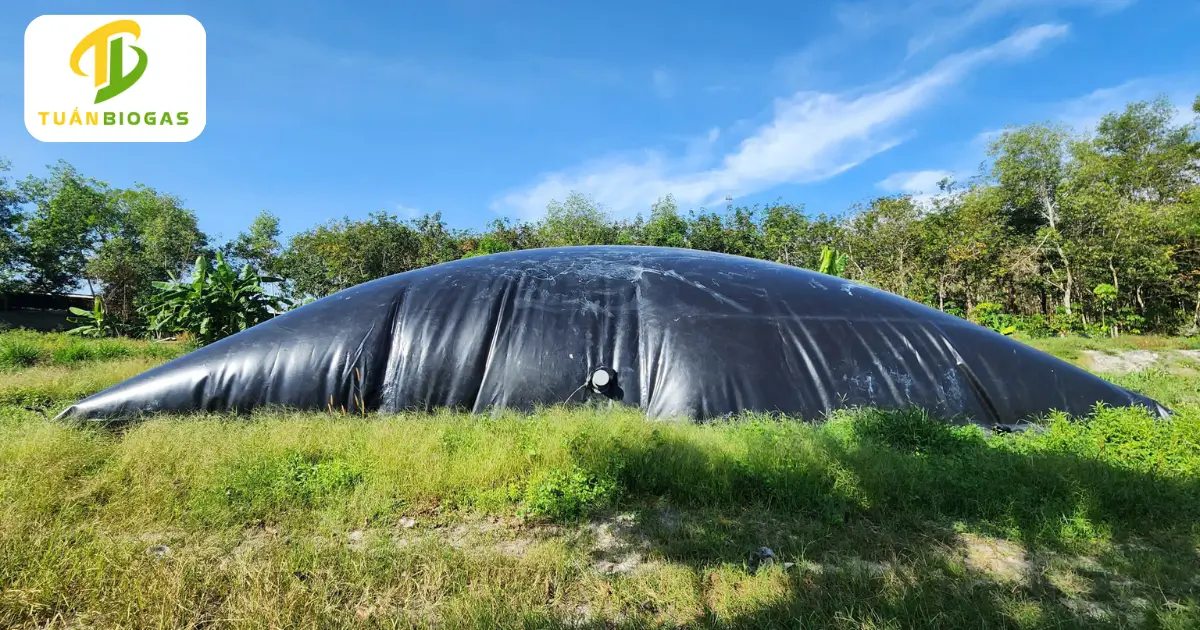 Toàn cảnh túi biogas tròn trang trại sau 2 tháng lắp đặt tại Minh Hưng Chơn Thành Bình Phước