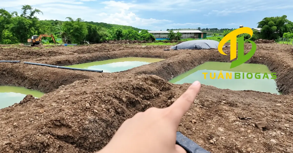 Hố sinh học chứa nước thải sau khi qua túi biogas xử lý tại trang trại