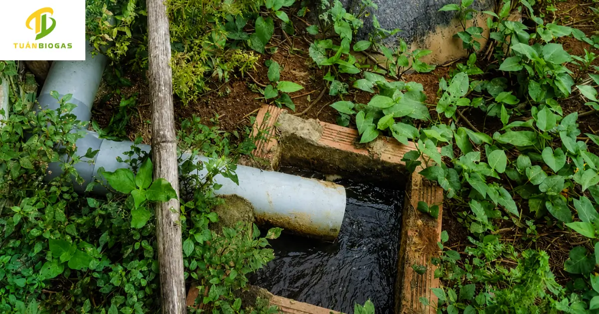 Nước bã thải túi biogas màu nâu đen được bổ sung nấm Trichoderma tưới vườn cây