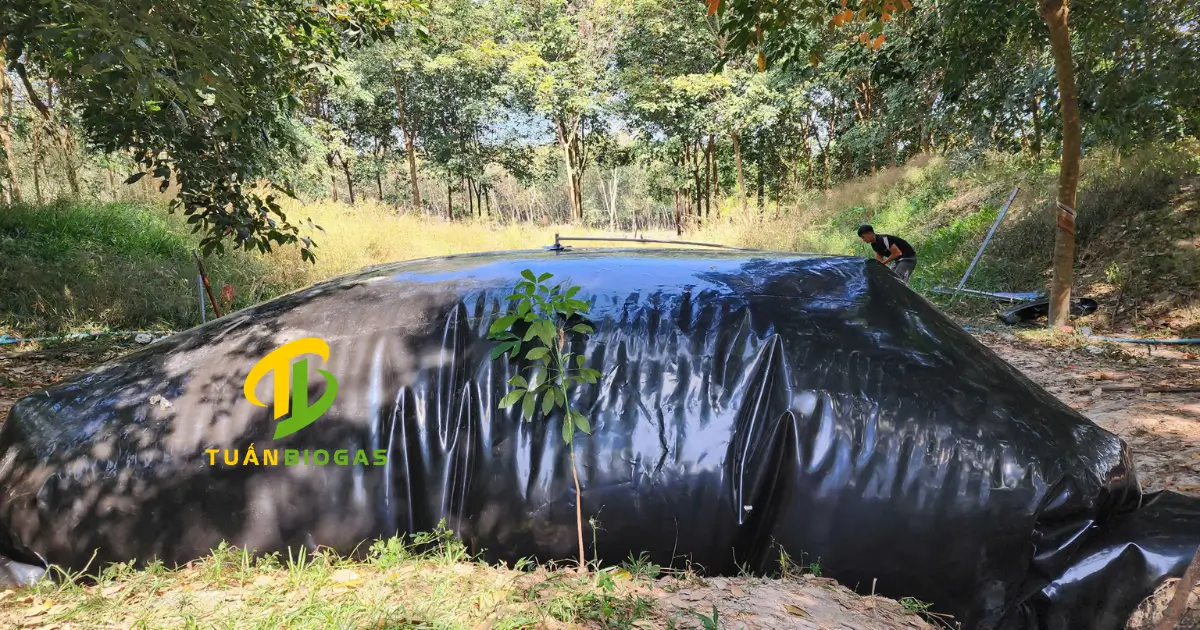 kich-thuoc-tui-biogas-nuoi-20-con-heo