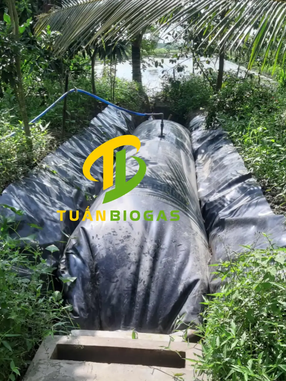 Túi biogas xử lý chất thải căng phồng tại hộ chăn nuôi quy mô nhỏ