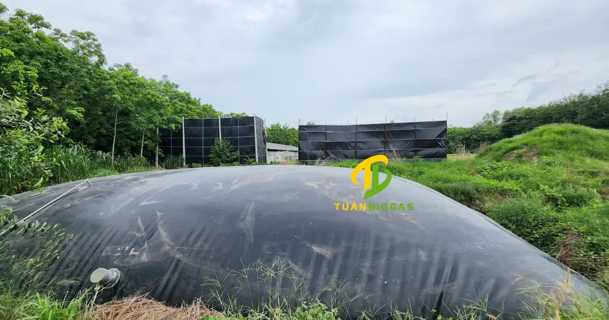 Túi biogas trang trại căng phồng sau khi nạp chất thải khoảng một tháng rưỡi