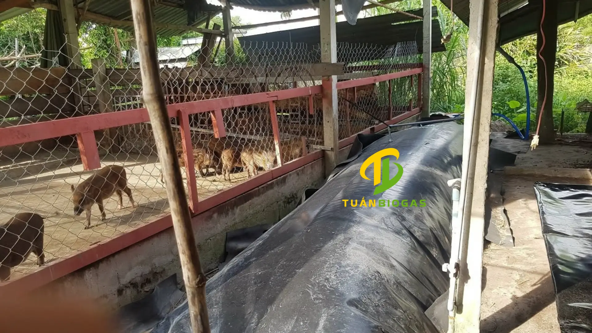 co-che-tu-chay-ba-thai-tui-biogas-hdpe